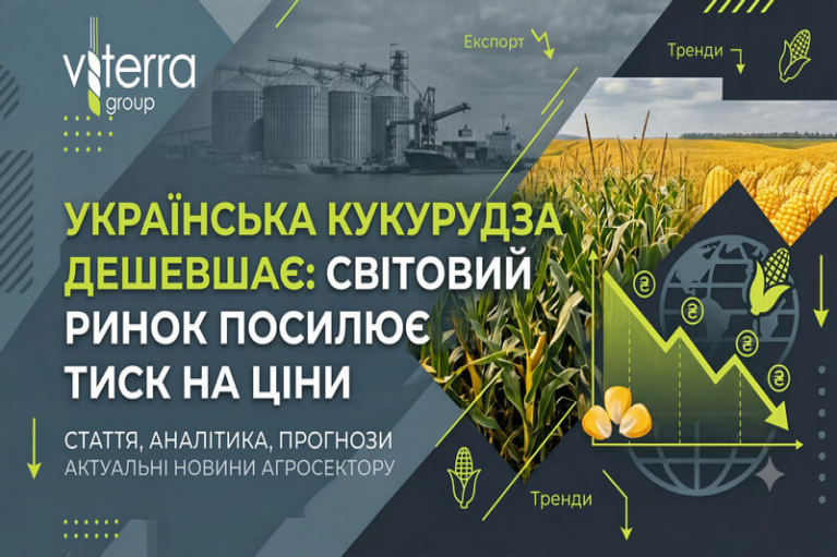 Українська кукурудза дешевшає: світовий ринок посилює тиск на ціни